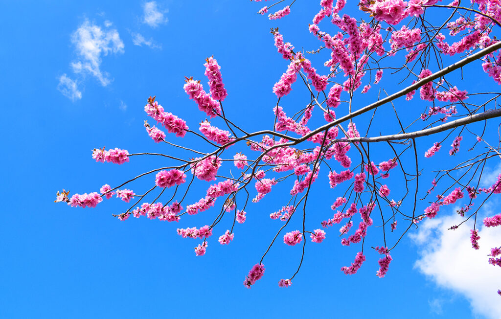 The Beauty of Malmö in Spring